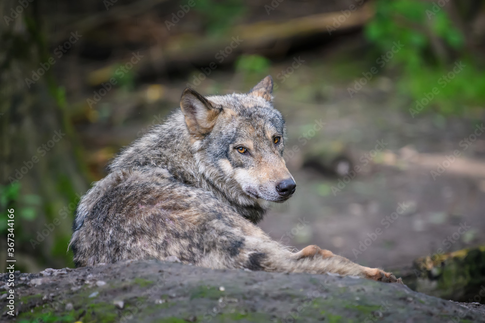Gray wolf, Canis lupus, in the summer light, in the forest Gray wolf, Canis lupus, in the summer light, in the forest