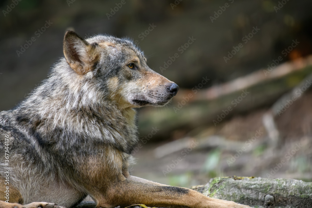 Gray wolf, Canis lupus, in the summer light, in the forest Gray wolf, Canis lupus, in the summer light, in the forest