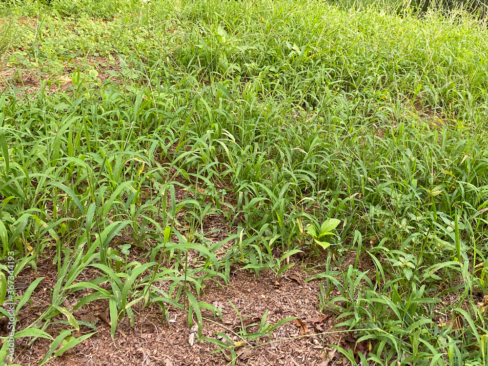 Weeds growing in the grass