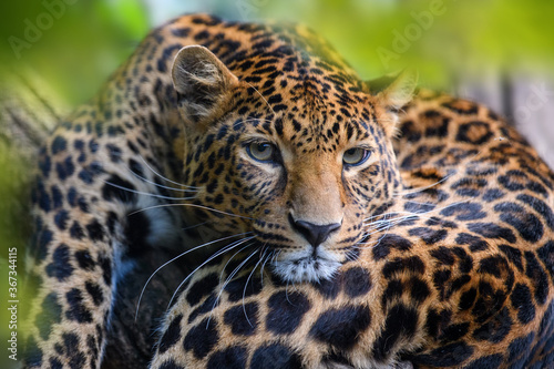 Leopard  wild animal in the natural habitat