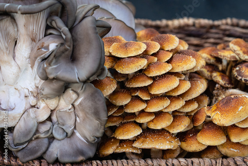 basket full of Chestnut or Pholiota Adiposa mushrooms with Blue Oyster or Pleurotus Ostreatus mushrooms in soft focus beside