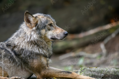 Gray wolf  Canis lupus  in the summer light  in the forest