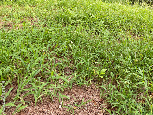 Weeds growing in the grass