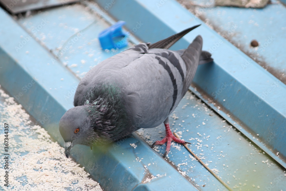 Fototapeta premium Pigeon sitting on roof top searching for food