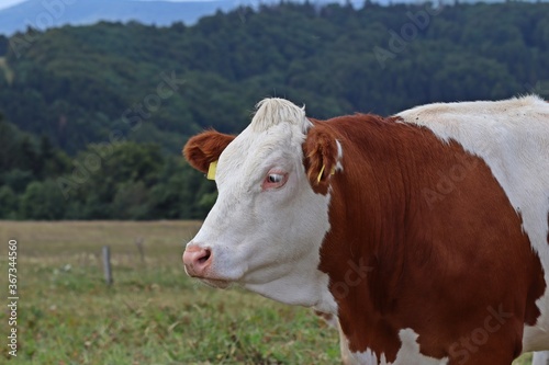 Rotbunte Kuh auf der Weide im Sommer © Schmutzler-Schaub