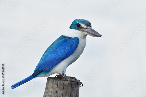 Schilderij op canvas White collared kingfisher perching on wooden post expose over bright background