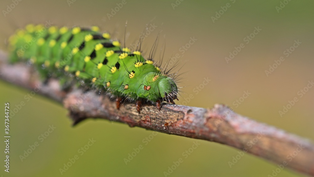 Raupe des Kleinen Nachtpfauenauges (Saturnia pavonia)