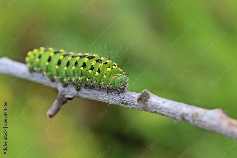 Naklejka premium Raupe des Kleinen Nachtpfauenauges (Saturnia pavonia)