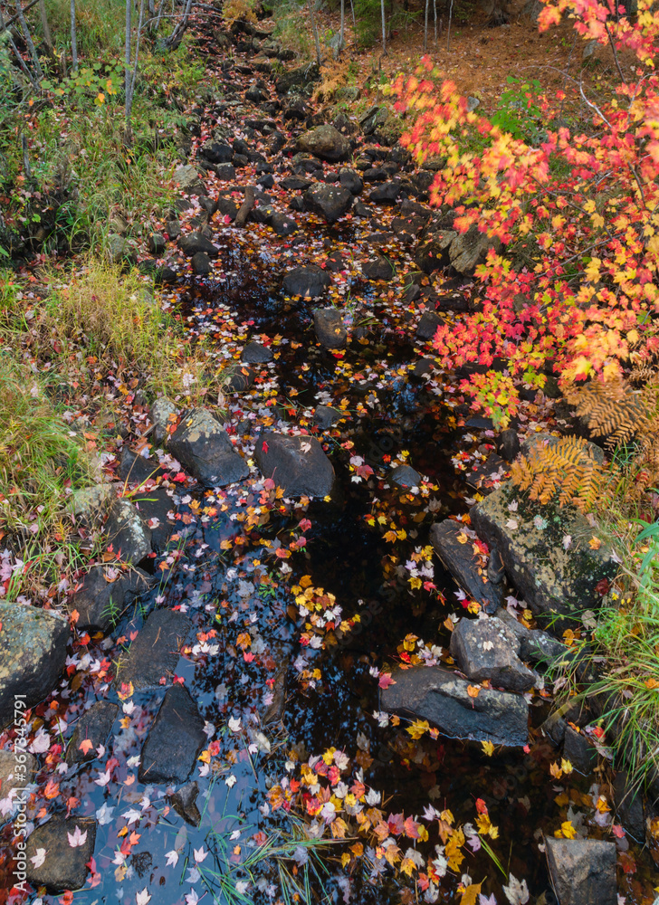 Autumn Colors & Stream on Duck Brook Road, Acadia National Park Autumn Colors & Stream on Duck Brook Road, Acadia National Park