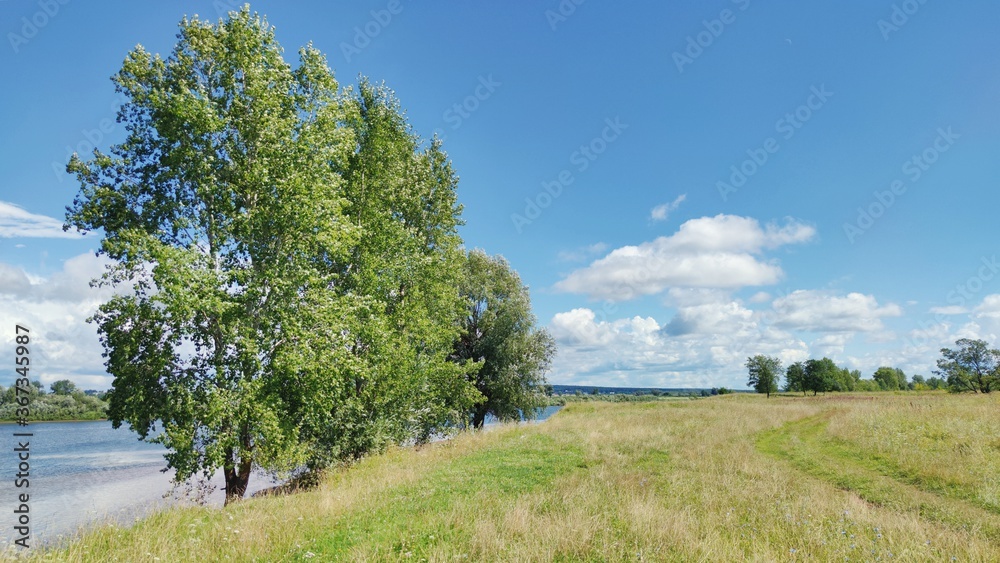 green field with birches near the river bank against the blue sky on a sunny day
