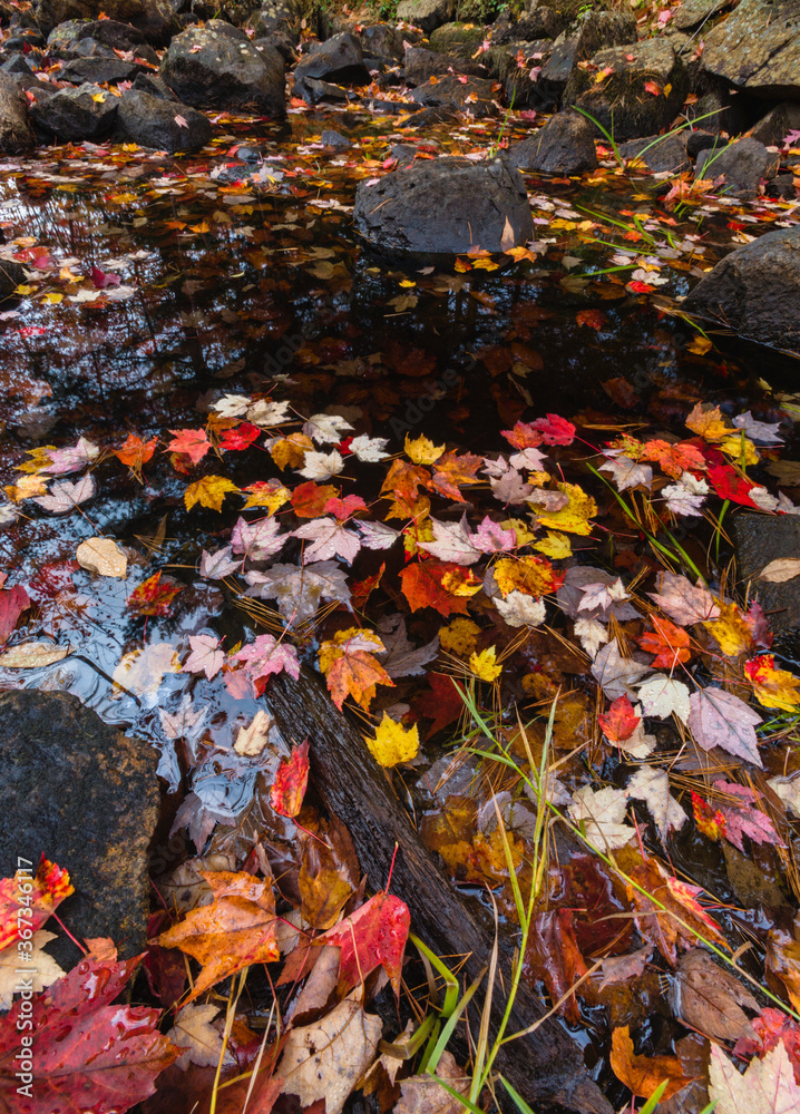Autumn Colors & Stream on Duck Brook Road, Acadia National Park Autumn Colors & Stream on Duck Brook Road, Acadia National Park