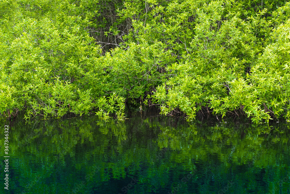 Green branches in water, reflection. Summer landscape Green branches in water, reflection. Summer landscape
