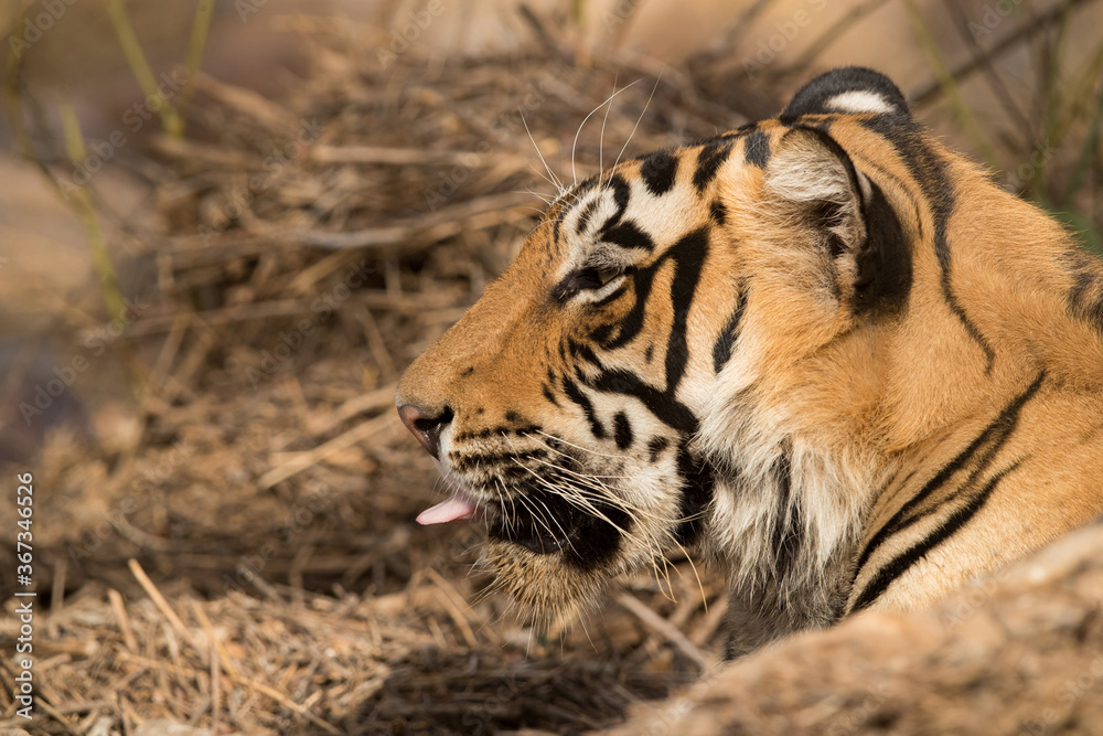 Fototapeta premium Potrait od Tiger cub, Ranthambore Tiger Reserve