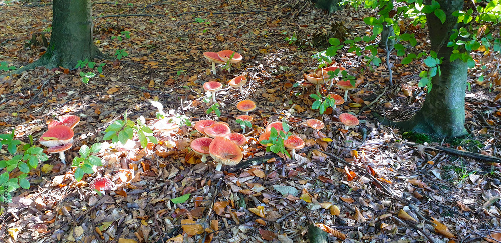 Bunch of mushrooms in the forest Bunch of mushrooms in the forest