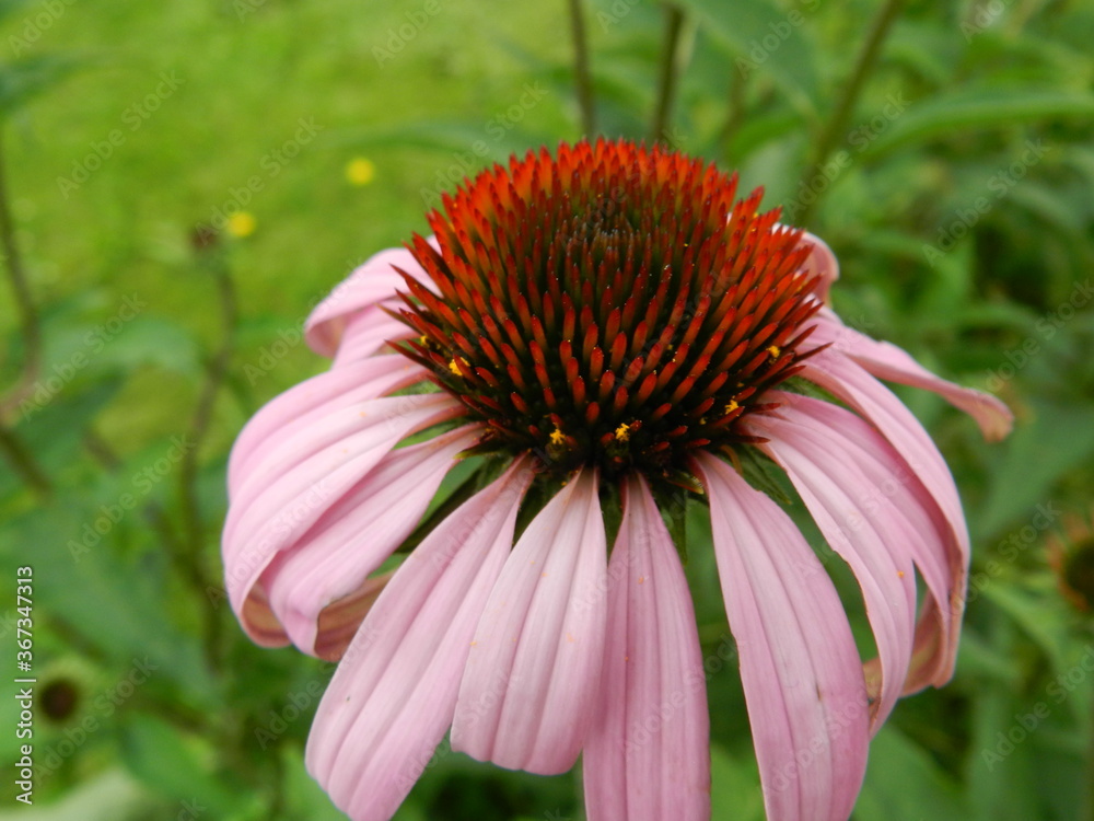 flower of a flower flower of a flower