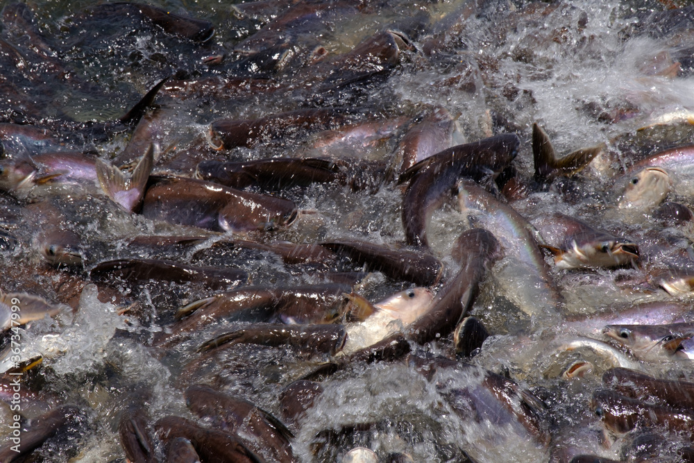 Fototapeta premium Pangasius fishes in the river. 