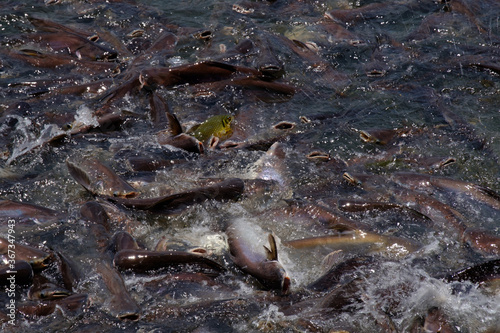  Pangasius fishes in the river. 