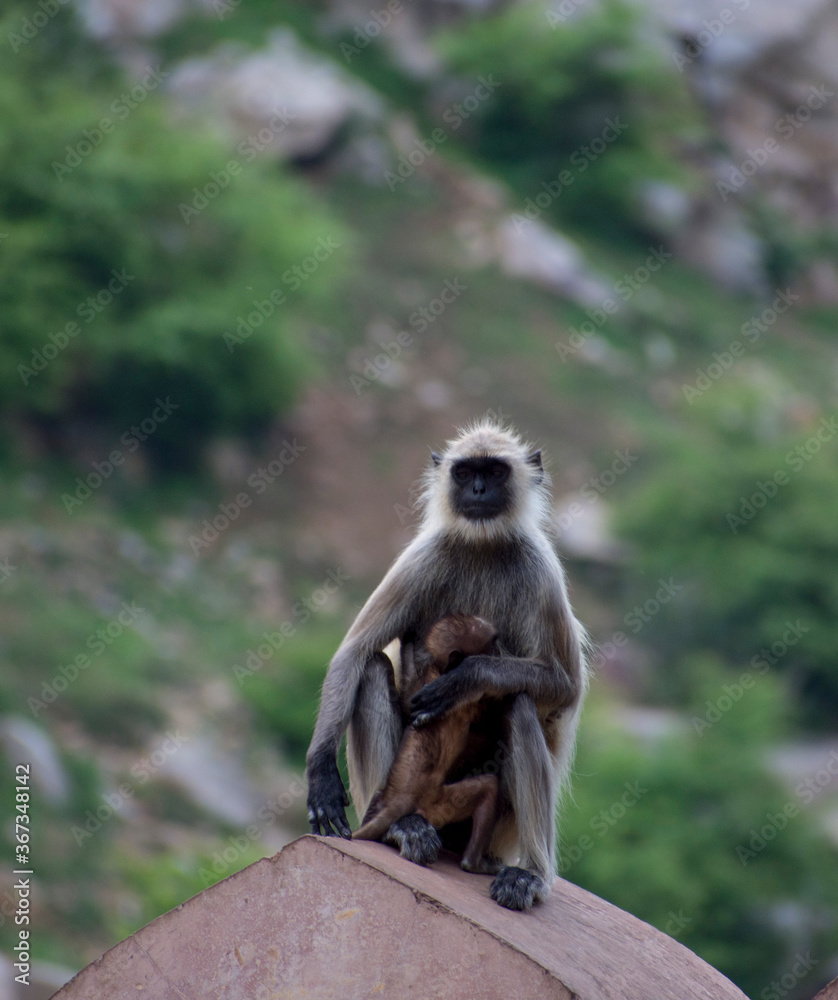 Obraz premium langoor