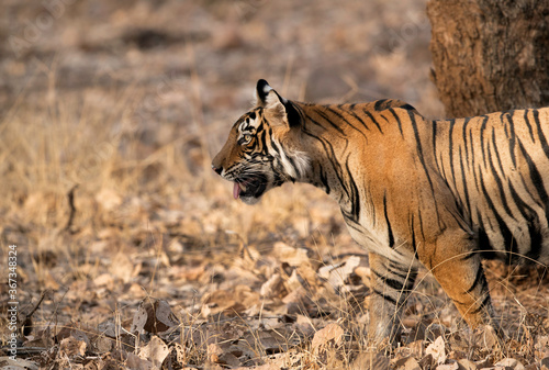 Tiger cub closeup  Ranthambore Tiger Reserve