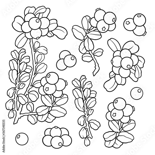 Hand drawn lingonberry . Set of objects.