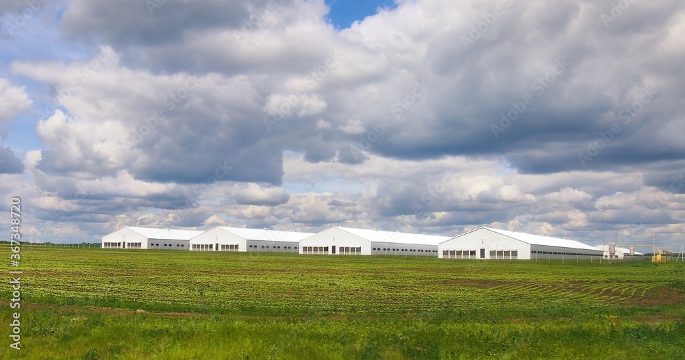 Fototapeta premium Summer rural landscape with green grass and clouds. Plowed field with agricultural buildings. Countryside dairy farm.