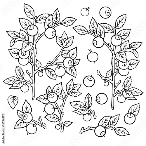 Hand drawn blueberries. Set of objects