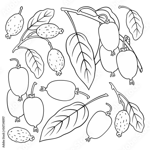 Hand drawn feijoa. Set of objects.