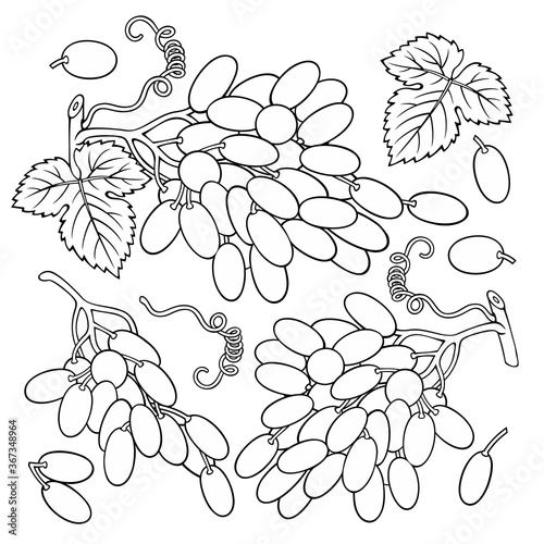 Hand drawn grape. Set of objects.