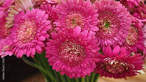 Lush bouquet of pink gerberas.Gerbera daisies flowers background
