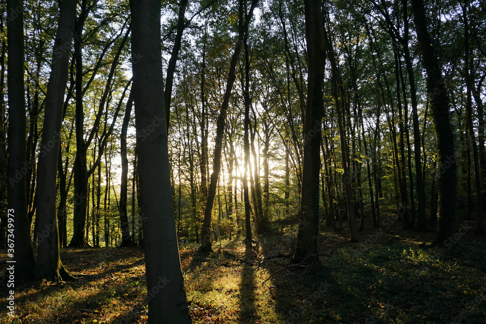 Obraz premium Autumn Pictures in the Forest of Germany