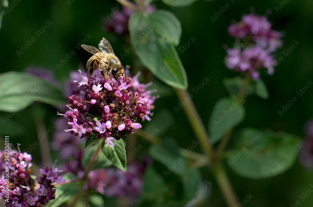 A bee collects nectar from a flower. A bee collects nectar from a flower.