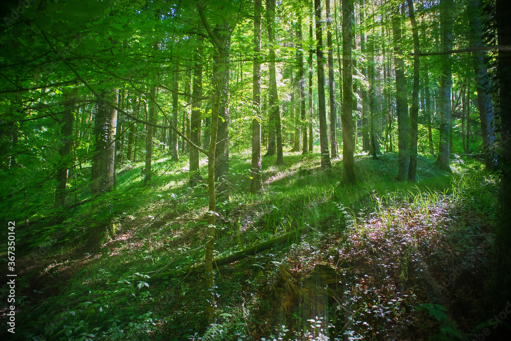 Fototapeta premium Die Sonne strahlt durch den Wald