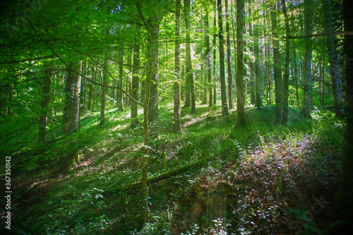 Die Sonne strahlt durch den Wald