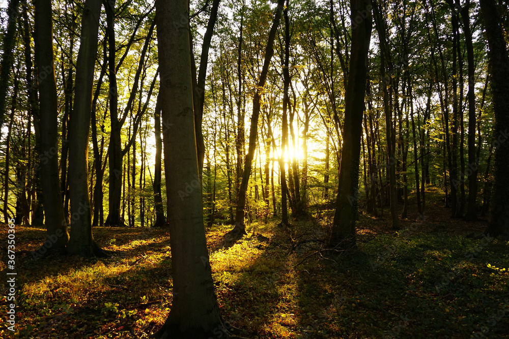 Obraz premium Autumn Pictures in the Forest of Germany