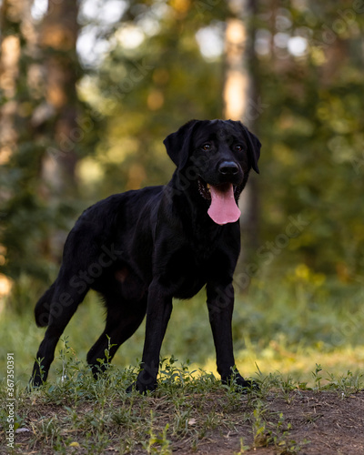Black Labrador standing in a beautiful pose in the woods. Beautiful Labrador. Black dog in the woods