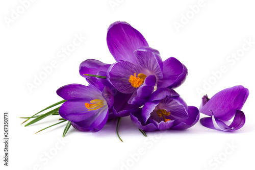 Fototapeta Naklejka Na Ścianę i Meble -  crocus - one of the first spring flowers on white background