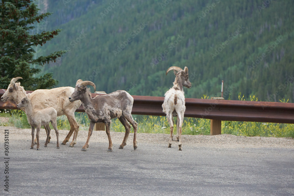 Naklejka premium Rocky Mountain Big horn sheep