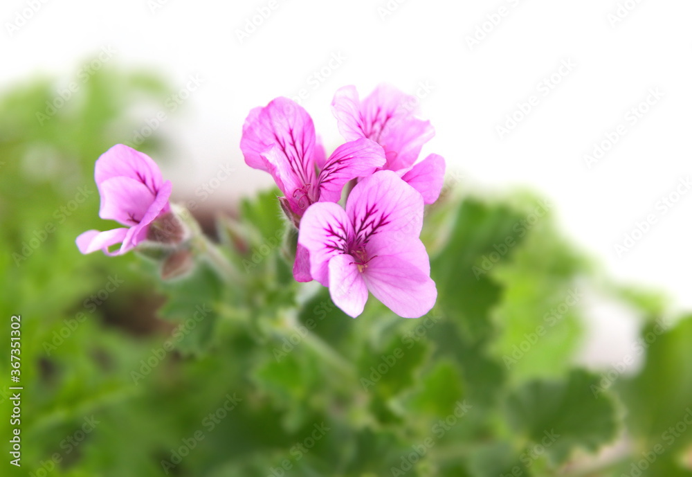 Obraz premium Scented pelargonium