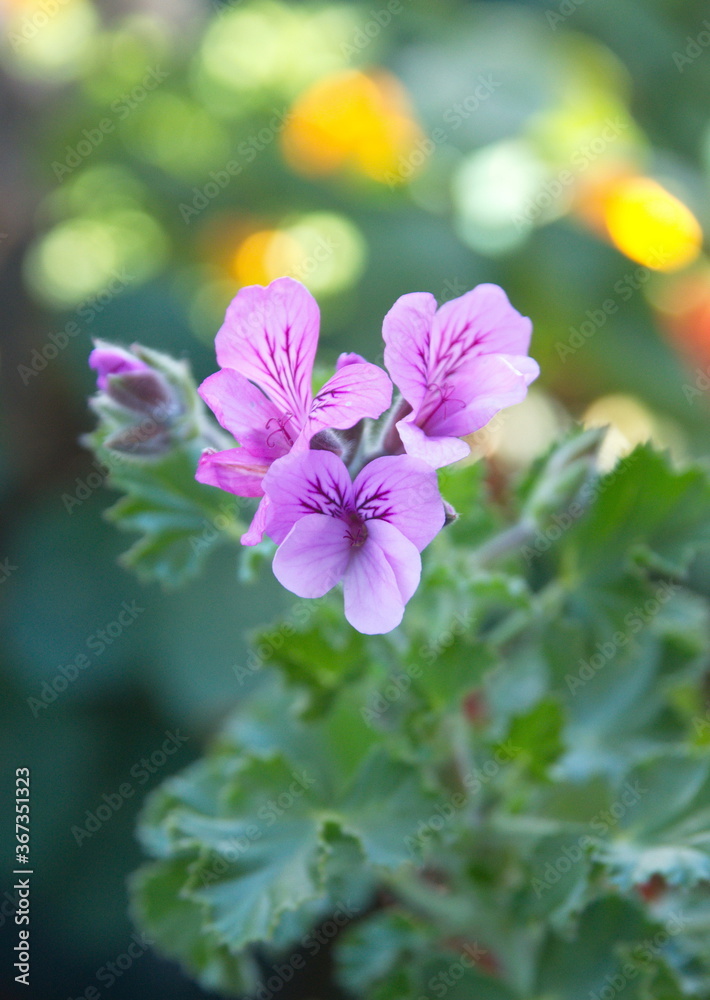 Scented pelargonium Scented pelargonium