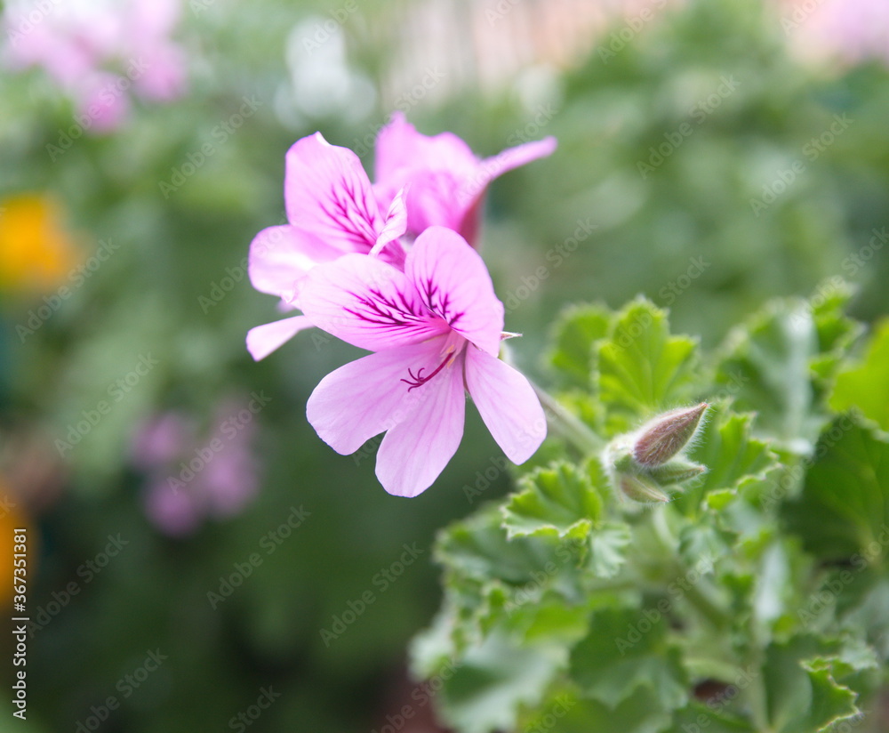 Scented pelargonium Scented pelargonium