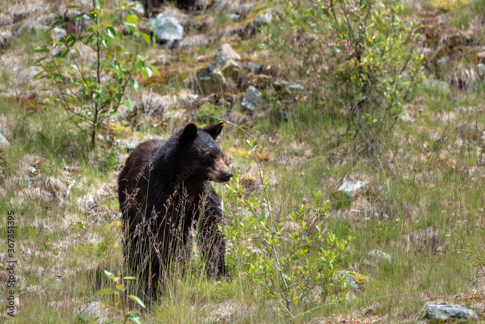 Black bear in Jasper National Park in Canada