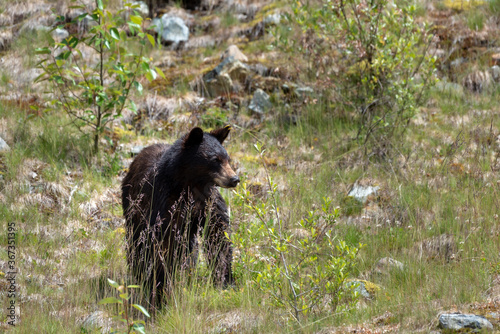 Black bear in Jasper National Park in Canada