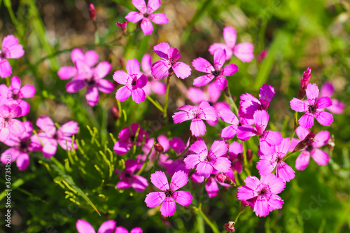 Pink flowers of Dianthus alpinus or Alpen-Nelke  Caryophyllaceae