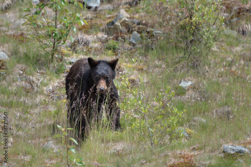 Black bear looking for food in Jasper National Park in Canada