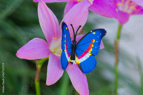 preciosa flor de verano llamada Duendes visitadas algunas por insectos © PepeGarcia