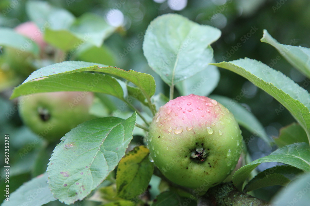 Regennasser Apfel Äpfel hängen am Baum, nass, feucht, Regennasser Apfel Äpfel hängen am Baum, nass, feucht,