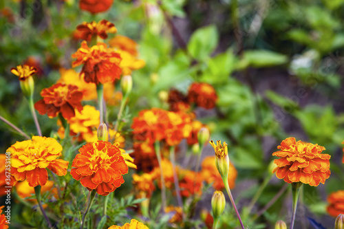 Tagetes patula or French marigold. On a blur background.