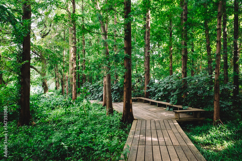 Path in woods in West Lake scenic area, Hangzhou, China