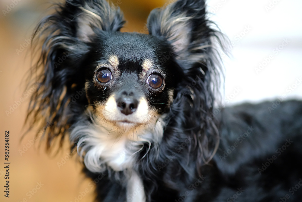 Chihuahua breed of dog. The dog looks wide-eyed. Chihuahua breed of dog. The dog looks wide-eyed.