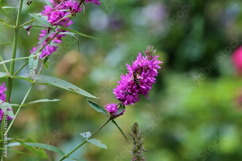 Bee on a loosestrife flower against a green blurry background